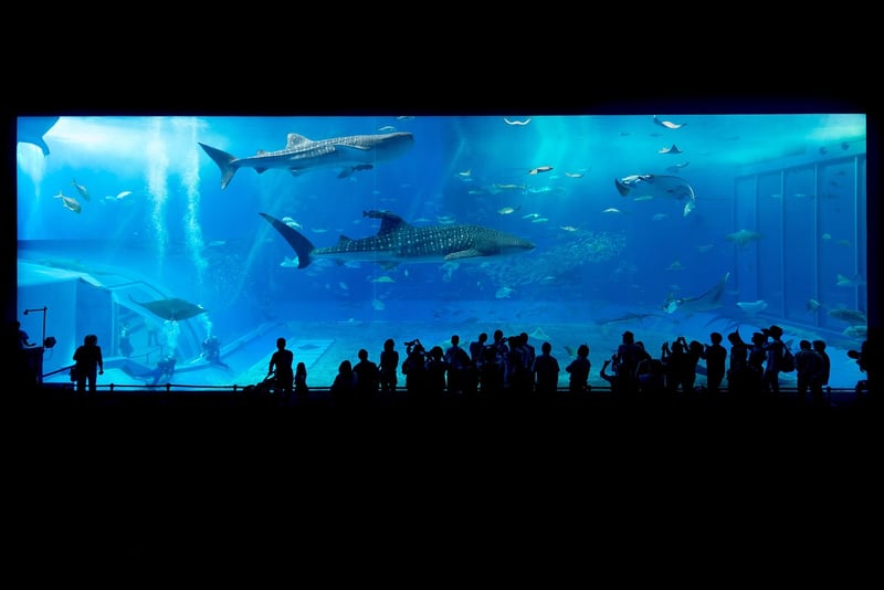 Shark